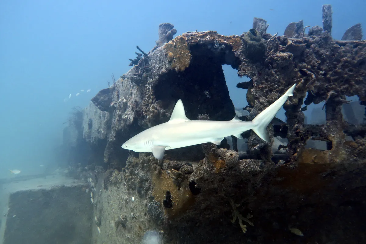 Caribbean Reef Shark