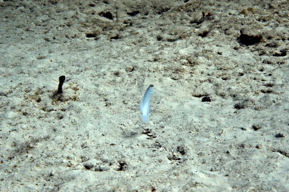 Yellowhead Jawfish
