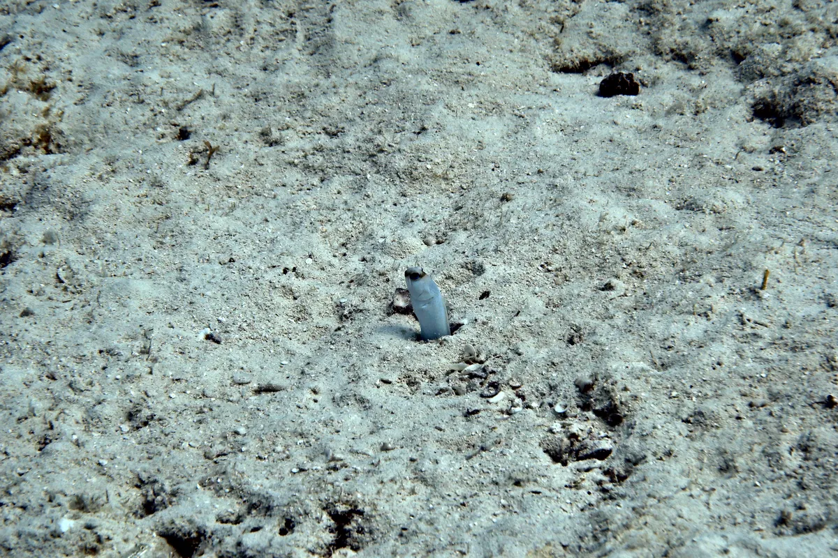 Yellowhead Jawfish
