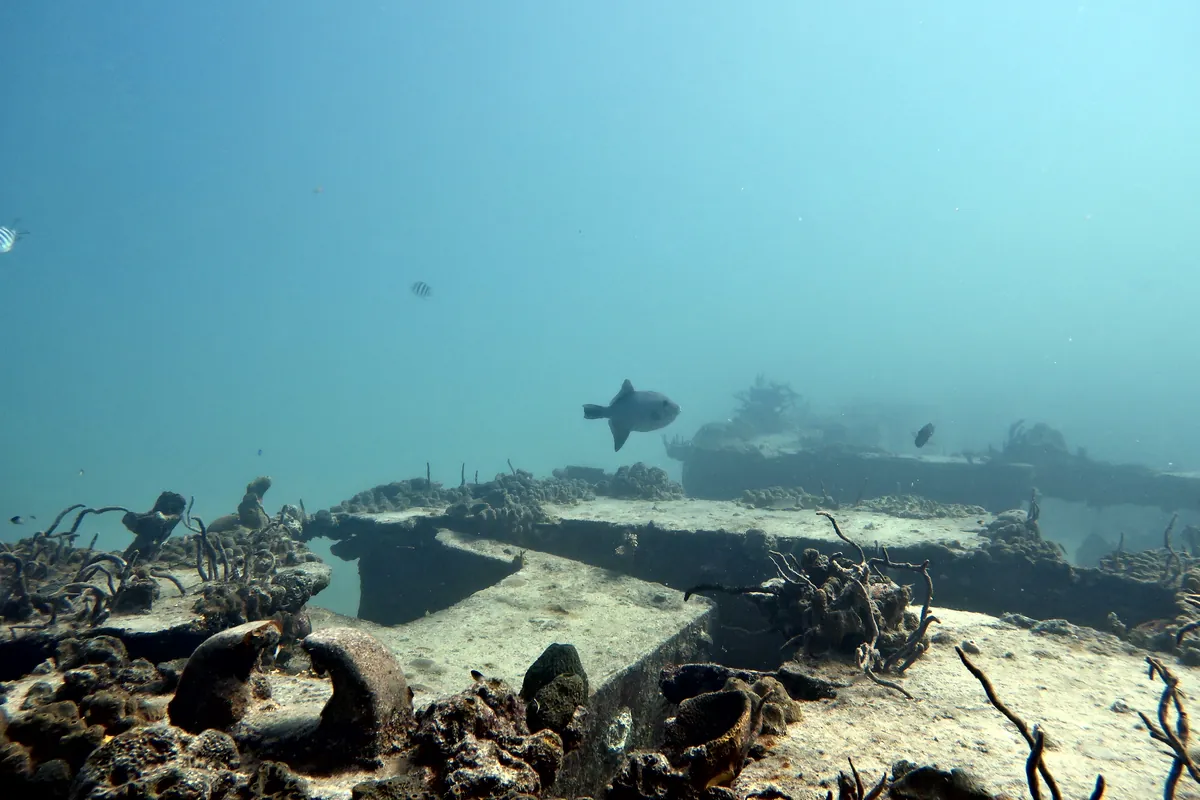 Ocean Triggerfish
