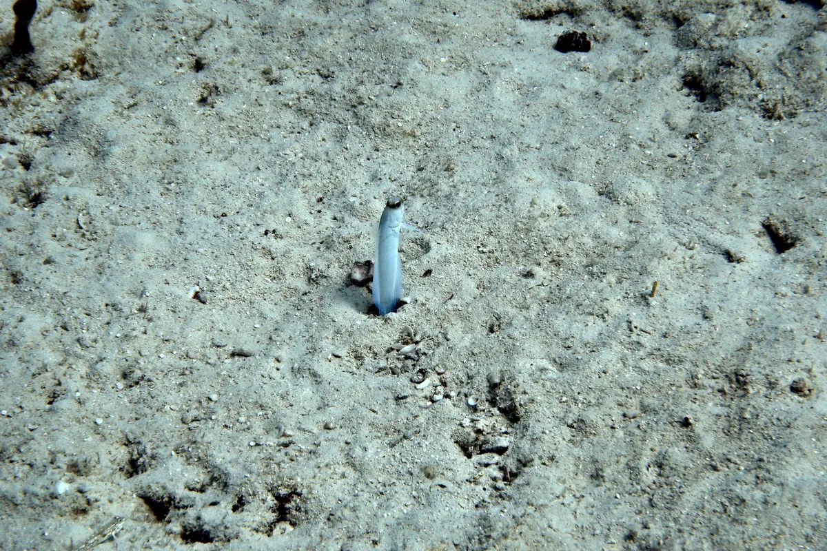 Yellowhead Jawfish