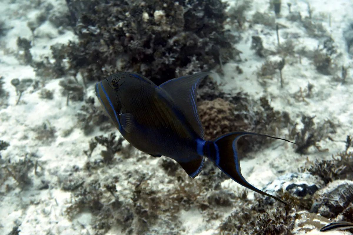 Queen Triggerfish