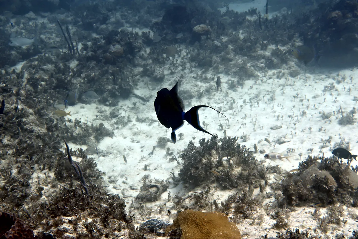 Queen Triggerfish