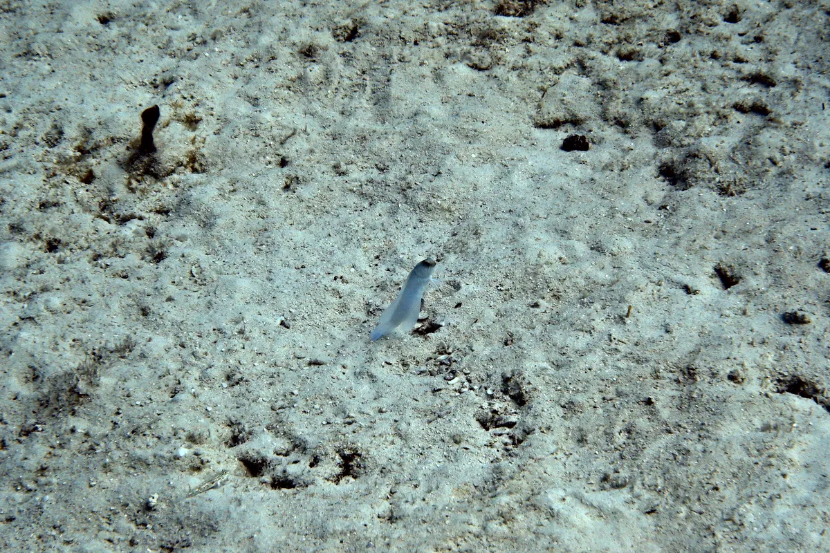 Yellowhead Jawfish