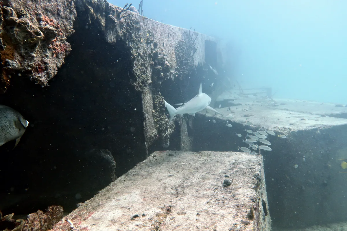 Caribbean Reef Shark
