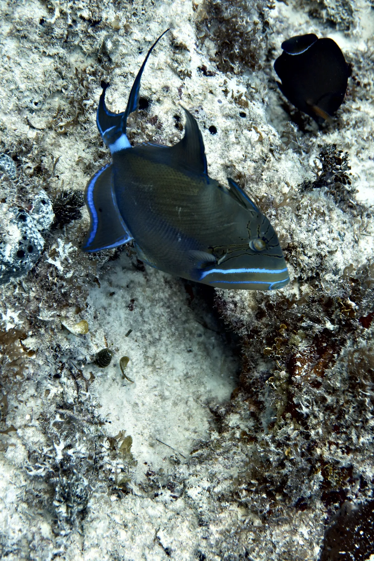 Queen Triggerfish