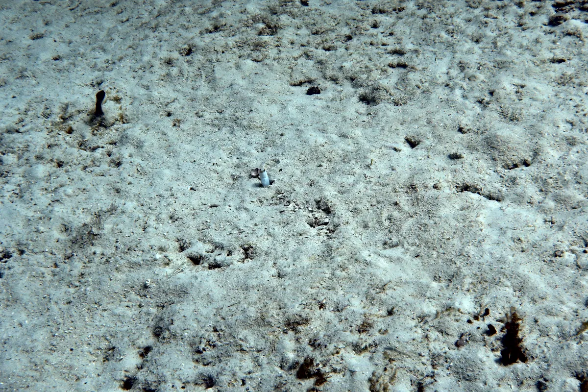 Yellowhead Jawfish