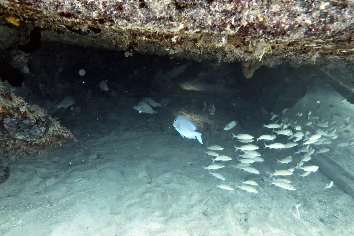 Blue Tang