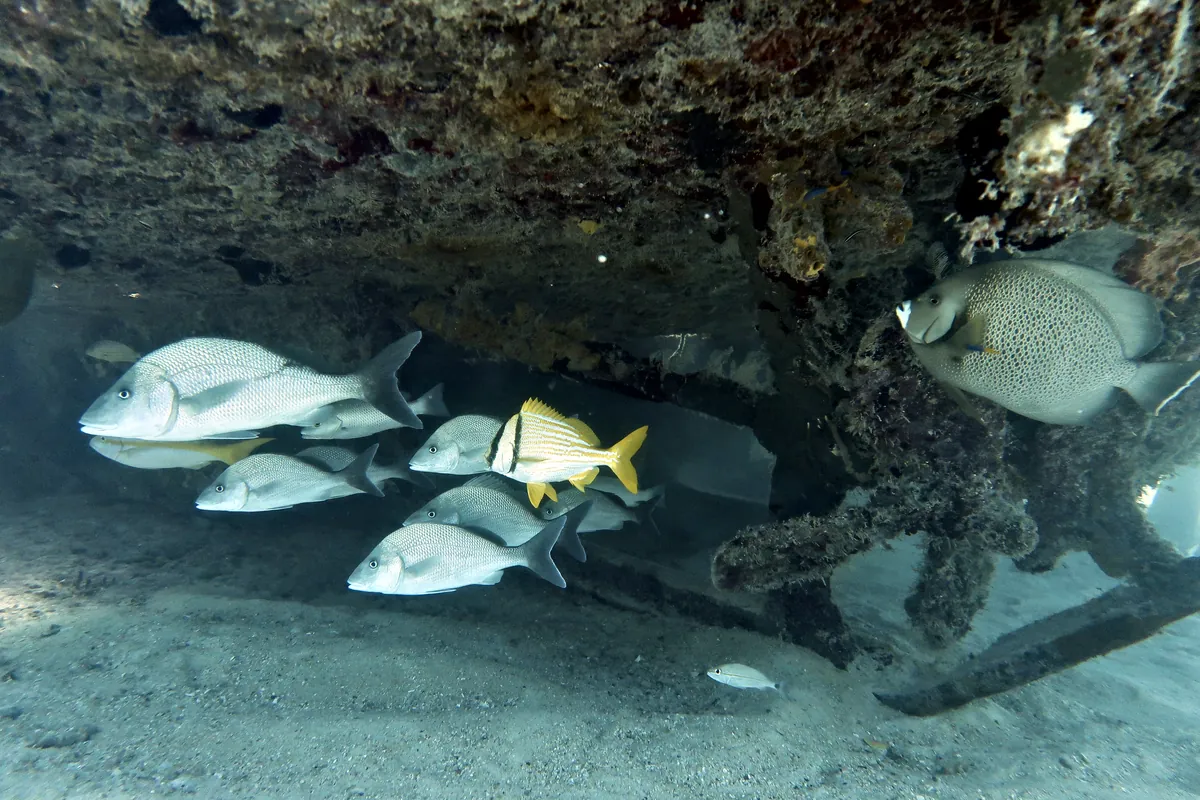 Gray Angelfish