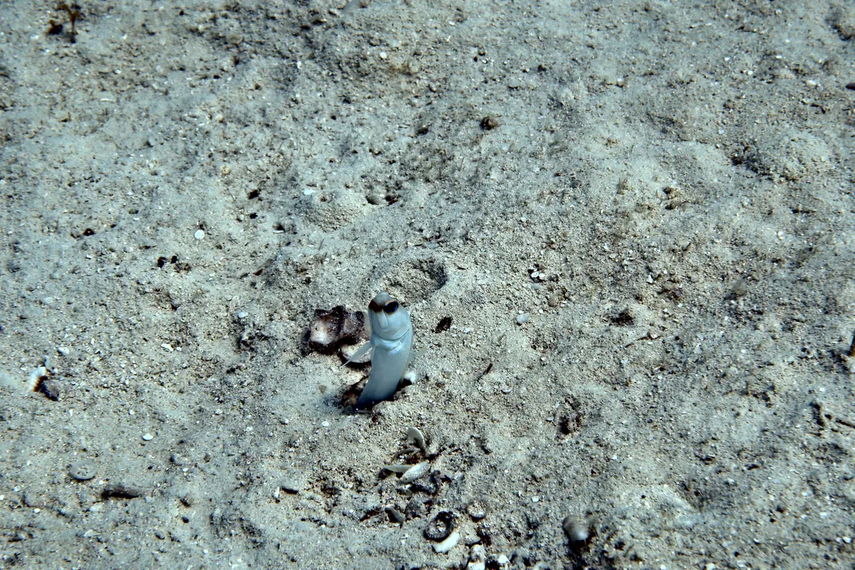 Yellowhead Jawfish