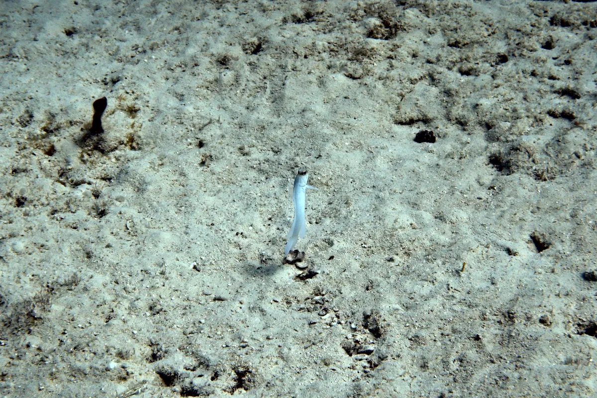 Yellowhead Jawfish