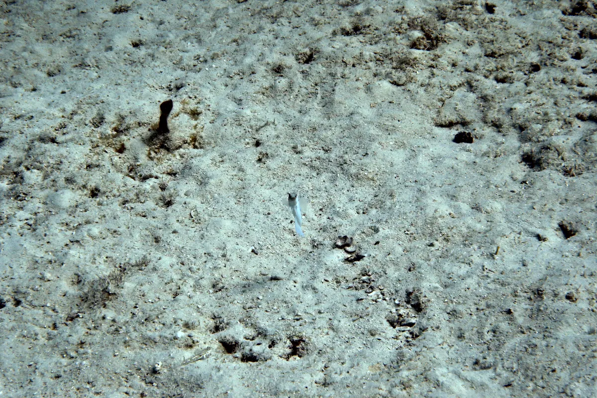 Yellowhead Jawfish
