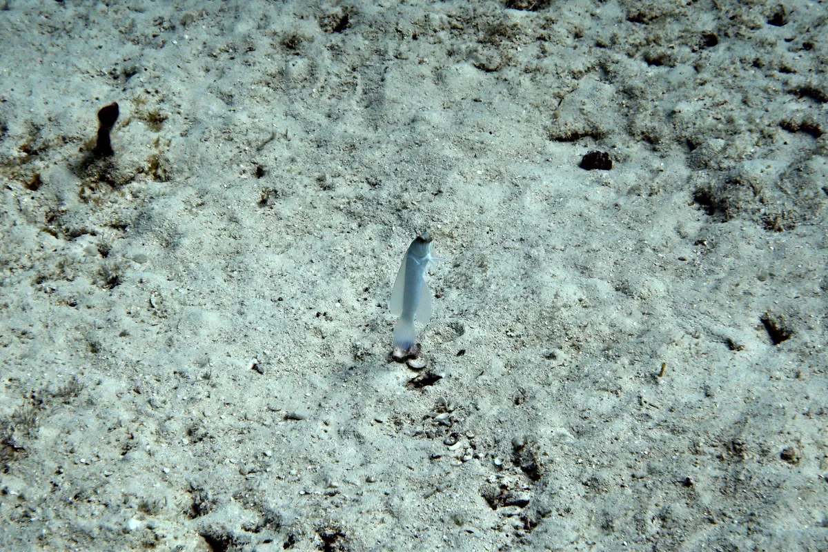 Yellowhead Jawfish