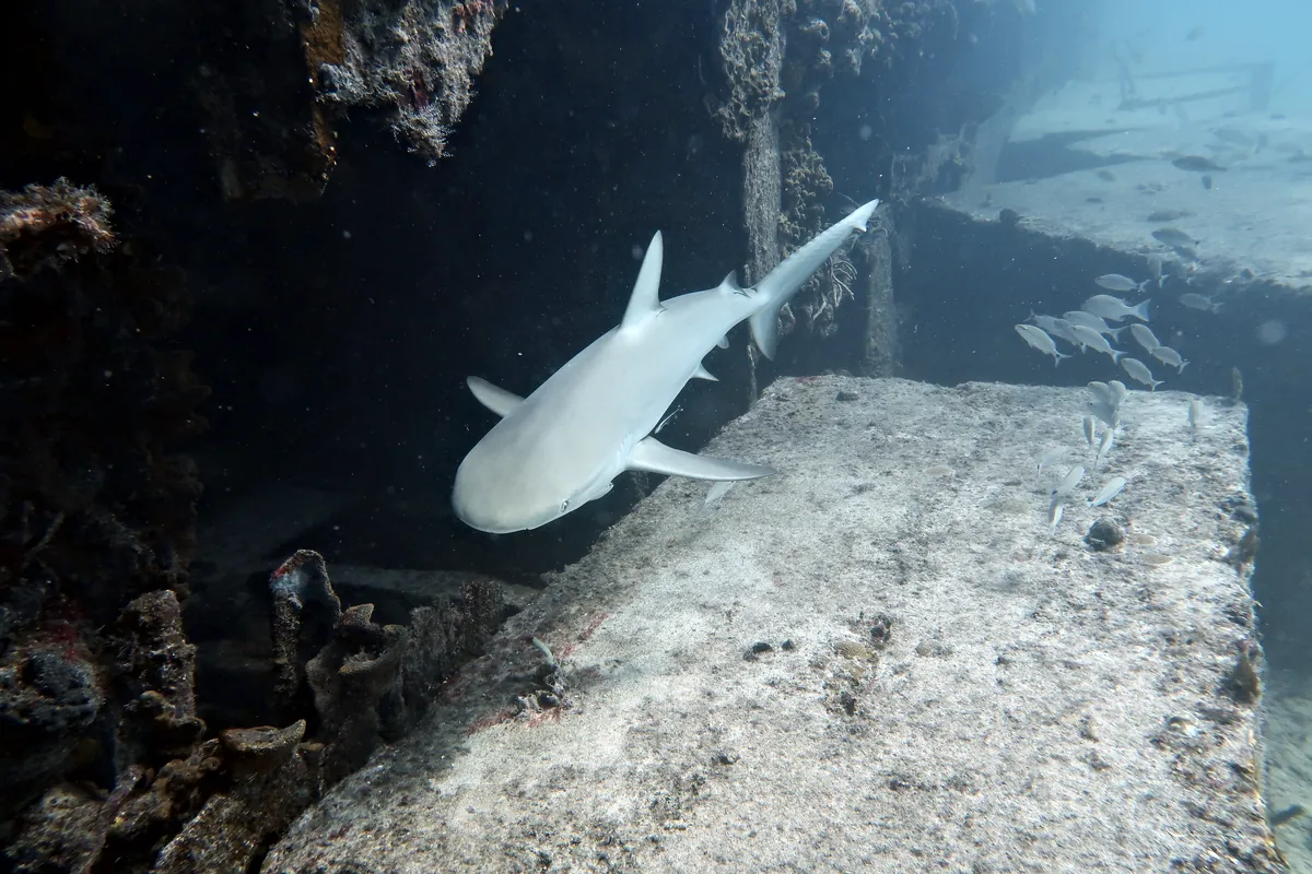 Caribbean Reef Shark