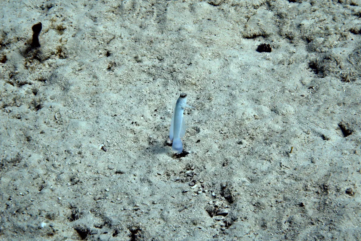 Yellowhead Jawfish
