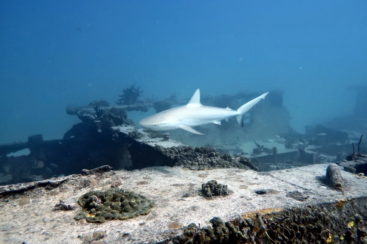 Caribbean Reef Shark