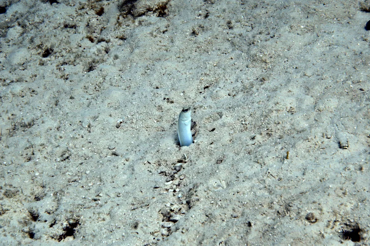 Yellowhead Jawfish