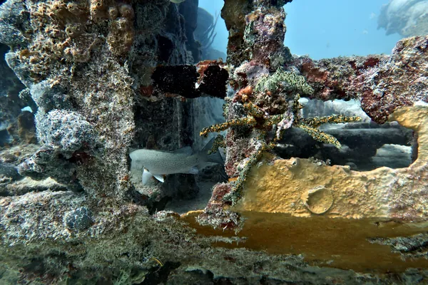 Gray Snapper