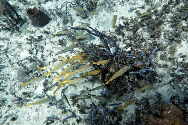 Hue Shift + Clarity (near)