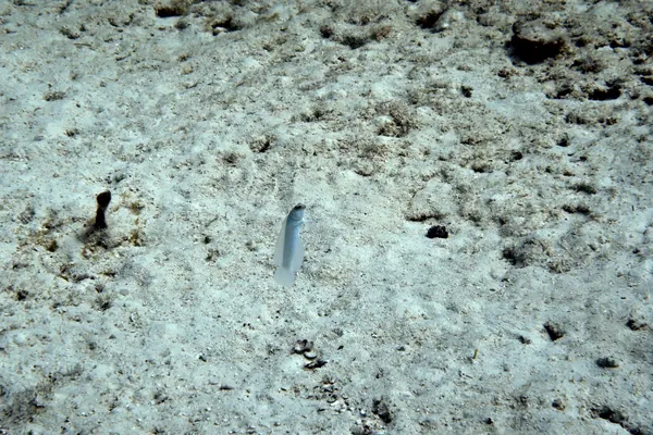 Yellowhead Jawfish