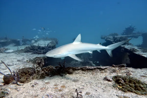 Caribbean Reef Shark