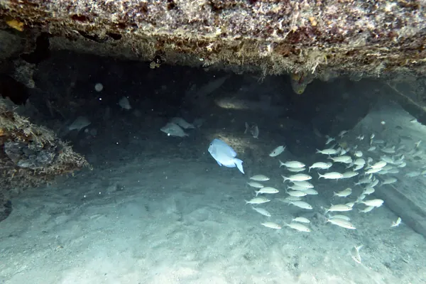 Blue Tang